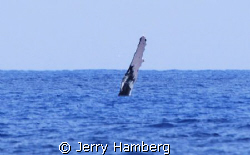 Off Maui, Hawaii a humpback whale waves to passerbyers by Jerry Hamberg 